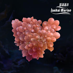 红奶嘴海葵