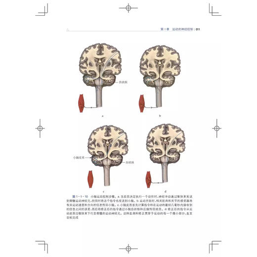 脑瘫步态异常的评估与洽疗2nd Edition  脑瘫发病原理和机制 新生儿脑损伤的机制和表现 主译冯林上海科学技术出版社9787547863350 商品图4