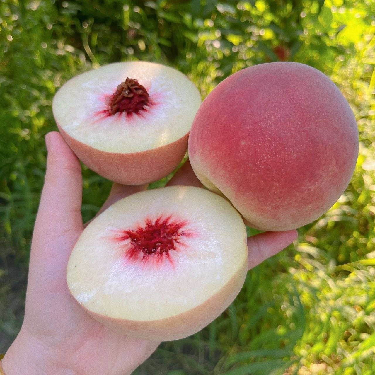 离核,硬吃脆甜,软吃糯甜