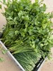 鸿翠园 有机香菜 商品缩略图1