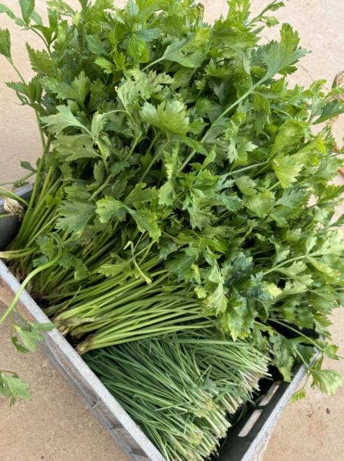 鸿翠园 有机香菜 商品图1