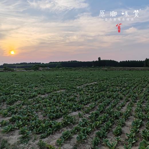 即食熟地黄/九制怀熟地黄（基地直发-京东包邮 ）｜250g/袋，来自河南焦作，生产者：王红亮【合作生产，公平贸易】 商品图11