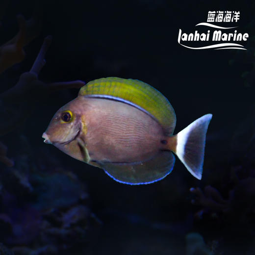 白嘴吊 商品图0