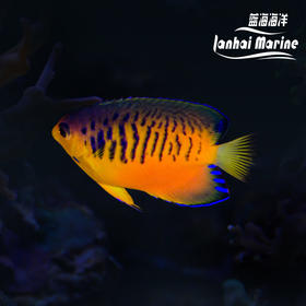 芒果仙