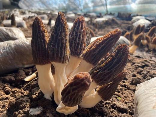 生态羊肚菌干50g【产地直发】@张友 商品图1