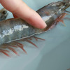 【叔贵专属】桑塔厄瓜多尔虾 1.65kg/盒 20-30规格   盐冻处理，原盒进口，拒绝二次分装，拒绝泡药，老人小孩都能吃！ 商品缩略图4