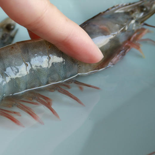 【叔贵专属】桑塔厄瓜多尔虾 1.65kg/盒 20-30规格   盐冻处理，原盒进口，拒绝二次分装，拒绝泡药，老人小孩都能吃！ 商品图4