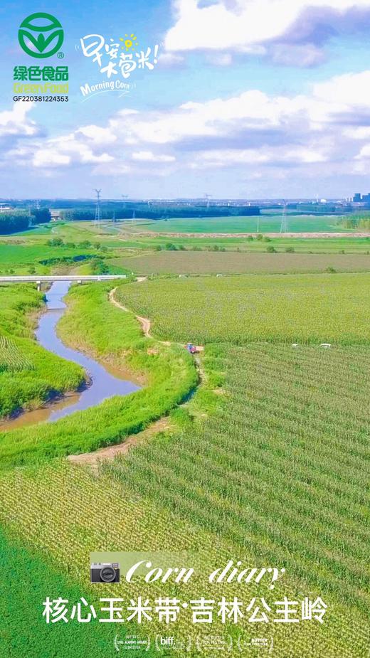 早安大苞米 真空鲜食玉米 商品图2