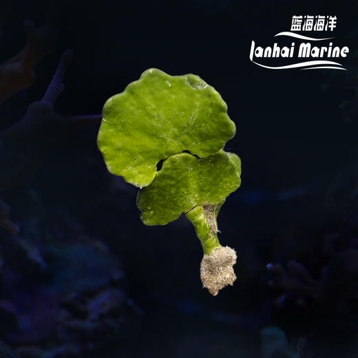 仙人掌藻 商品图0