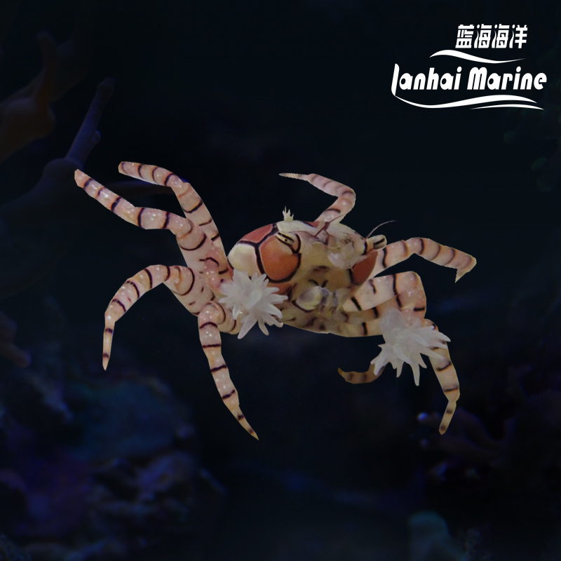 拳击蟹