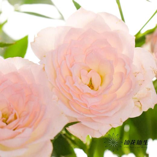 多头玫瑰 | 完美甜蜜 商品图2