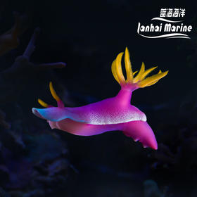 紫海兔