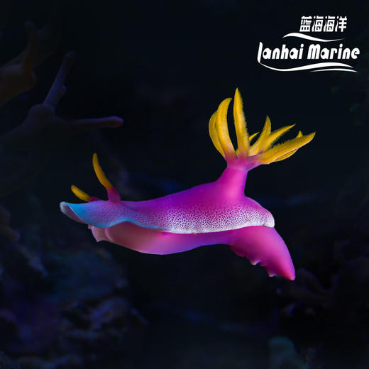 紫海兔 商品图0