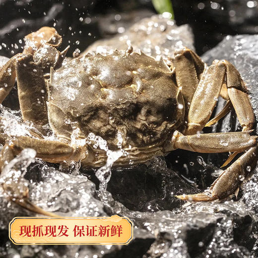  【阳澄湖大闸蟹】蟹中珍品，膏满黄肥，鲜活捕捞，震撼上市！阳澄湖顺丰冷链直发，买就送法国原装红酒！所有套组，买五赠一，买十赠二！ 商品图3
