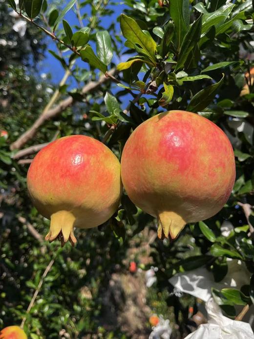 会理软籽石榴 - 家庭装/礼盒装（偏远县城/乡村不发货） 商品图6