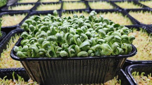 黑豆苗 商品图1