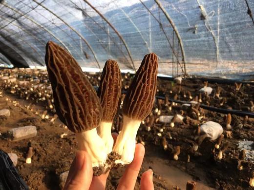 生态羊肚菌干50g【产地直发】@张友 商品图0