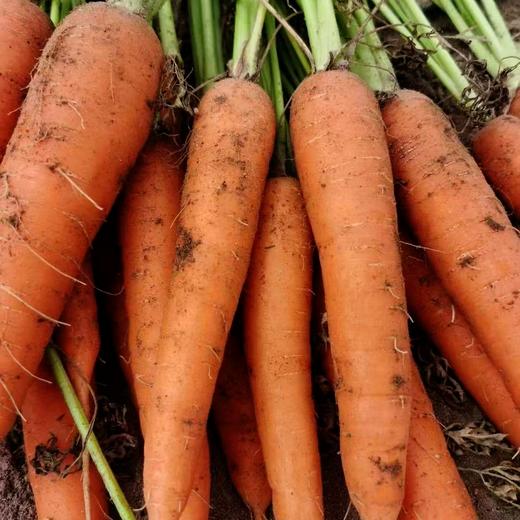 有机土豆/洋葱/胡萝卜，羊粪种植，有机认证，品质安心，顺丰/京东包邮，72小时发货急件慎拍！ 商品图12