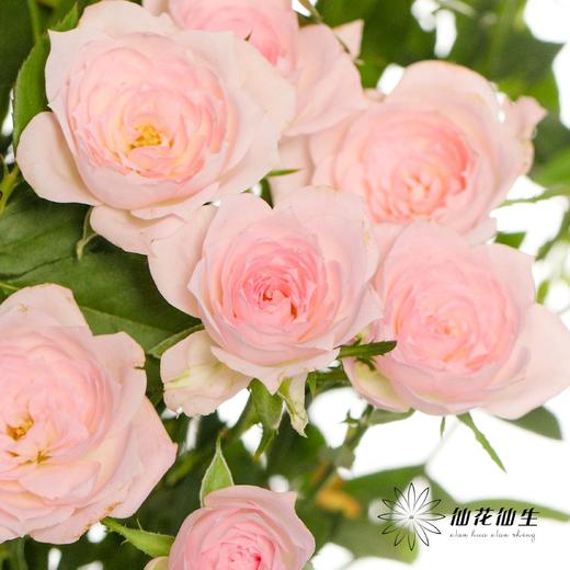 多头玫瑰 | 完美甜蜜 商品图0