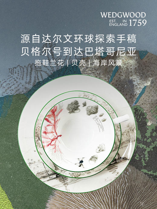 【WEDGWOOD】威基伍德达尔文·环游探索一人悦享骨瓷杯碟餐盘 商品图2