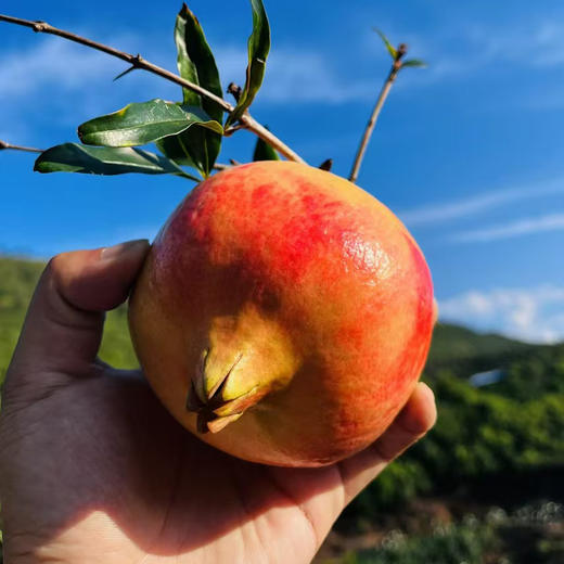 会理软籽石榴 - 家庭装/礼盒装（偏远县城/乡村不发货） 商品图0