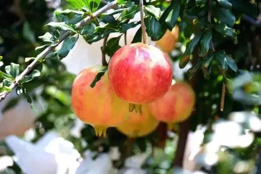 会理软籽石榴 - 家庭装/礼盒装（偏远县城/乡村不发货） 商品图7