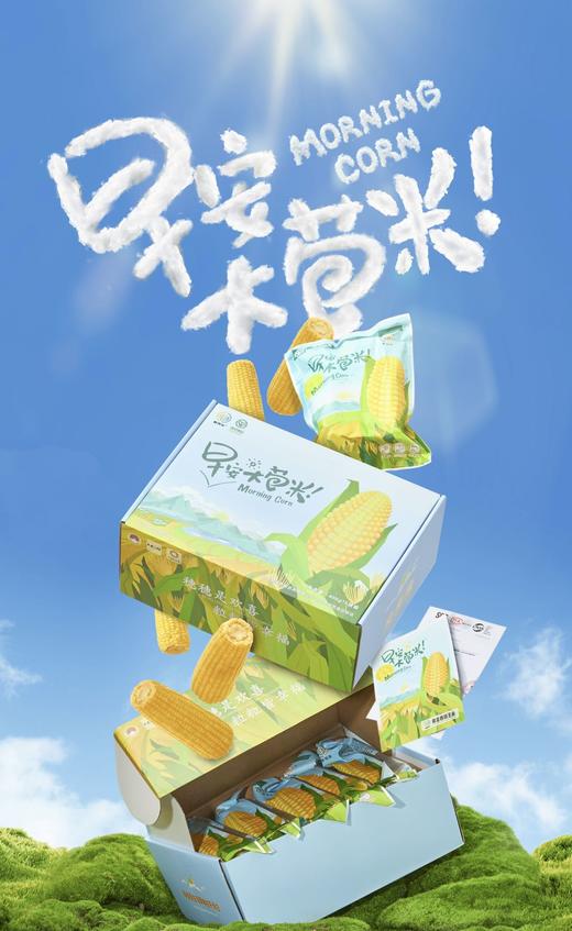 早安大苞米 真空鲜食玉米 商品图0