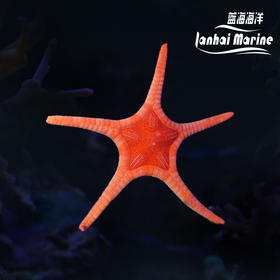 橙双子星