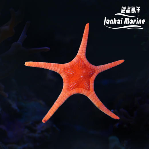橙双子星 商品图0