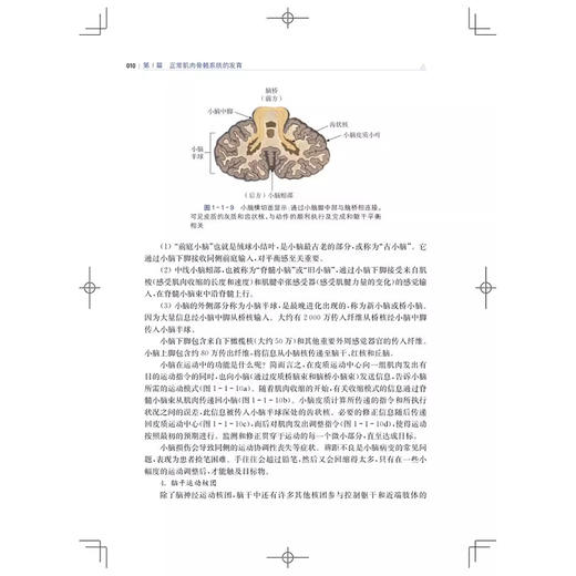 脑瘫步态异常的评估与洽疗2nd Edition  脑瘫发病原理和机制 新生儿脑损伤的机制和表现 主译冯林上海科学技术出版社9787547863350 商品图3