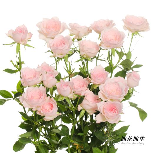 多头玫瑰 | 完美甜蜜 商品图1