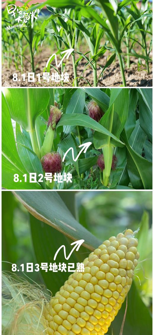 早安大苞米 真空鲜食玉米 商品图4