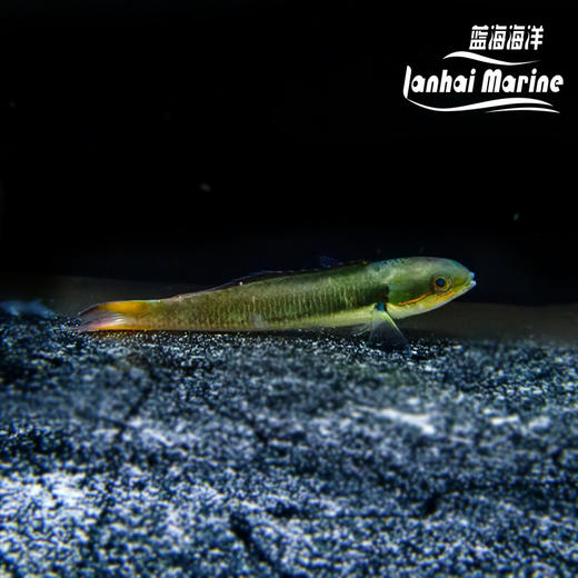 彩虹龙 商品图5