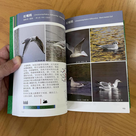 北京常见野鸟图鉴 商品图2