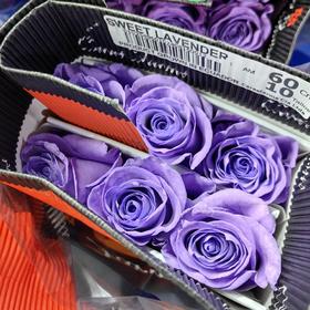 厄瓜多尔进口染色SWEET LAVENDER甜蜜薰衣草玫瑰10支