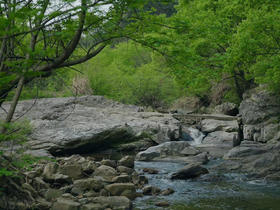  温故而知新的学茶：黄茶篇 