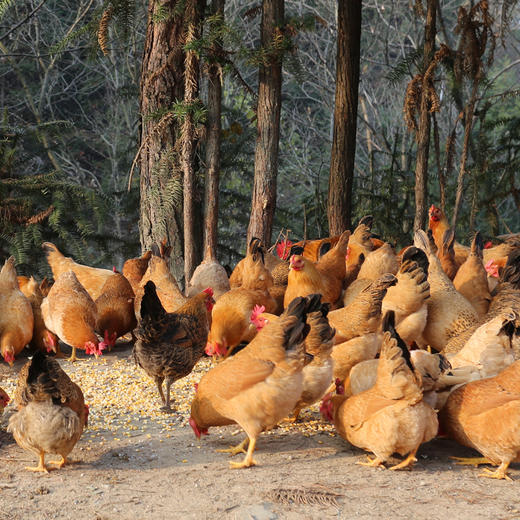 田园农场·皖南土鸡1.05kg-1.25kg /只 商品图2
