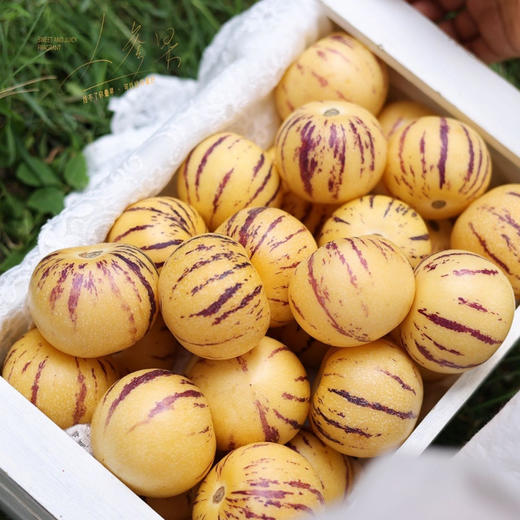 树上熟 风化石人参果  3斤大果 商品图8