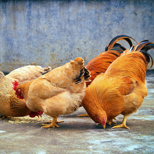 田园农场·皖南土鸡1.05kg-1.25kg /只 商品图1