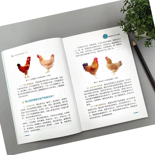 土鸡高效养殖问答一本通 商品图3
