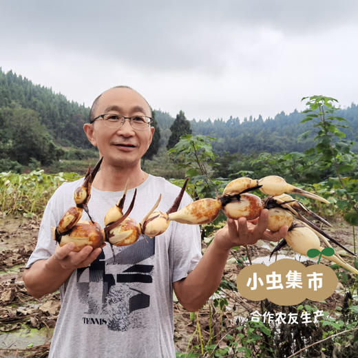 生态九孔莲藕 4斤/6斤/8斤 | 合作农友生产，产自四川遂宁，生产者：廖勇 *【公平贸易农人定价】 商品图7