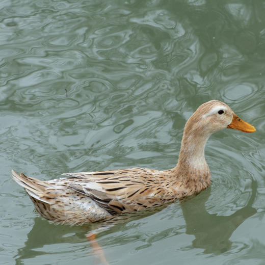 田园农场·溪水河鸭/鸭子/1kg-1.25kg/只 商品图1