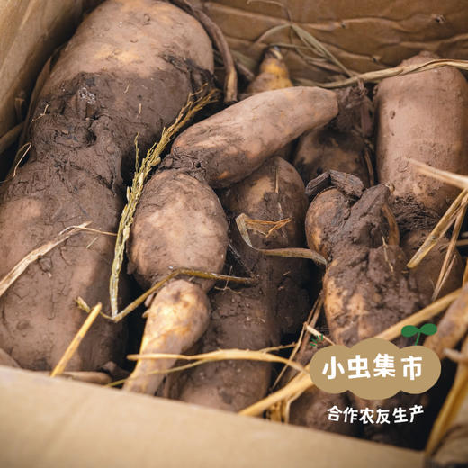 生态九孔莲藕 4斤/6斤/8斤 | 合作农友生产，产自四川遂宁，生产者：廖勇 *【公平贸易农人定价】 商品图4