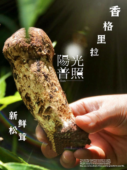 【高原采云南番外好物】⭐香格里拉松茸  每年这个季节的期盼！500g良心好物来了！ 商品图0