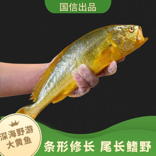 国信野游黄花鱼  青岛-福建洄游 身形修长 肉质紧实 口感鲜美  每条都有溯源码 3条 商品图3