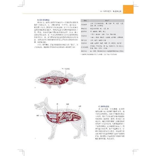 人体解剖学图谱 内脏器官 器官系统的结构与发育 胃肠道的发育与分化 主译 欧阳钧 戴景兴 上海科学技术出版社 9787547865033 商品图4