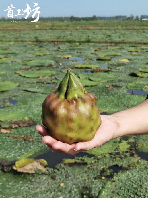 送冰糖和桂花！【苏州鸡头米】时令美味 苏州核心产区 人工采摘 急冻锁鲜 方便食用 江南“水八仙”之首 可盐可甜超百搭~ 商品图4