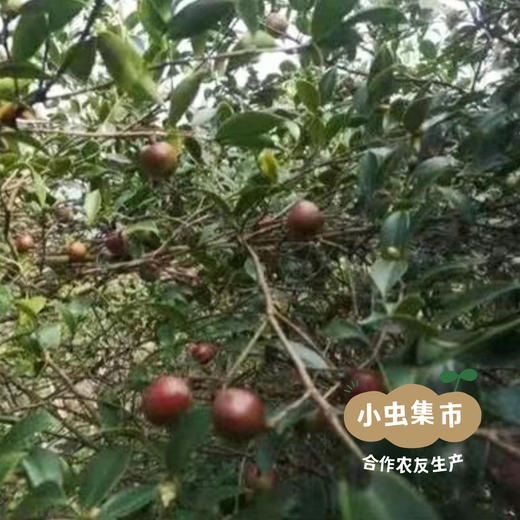 红光头苏打饼干 300g/盒 17小袋(每小袋3片) I 来自河南驻马店，生产者：欧阳志芳 &【公平贸易农人定价】 商品图12