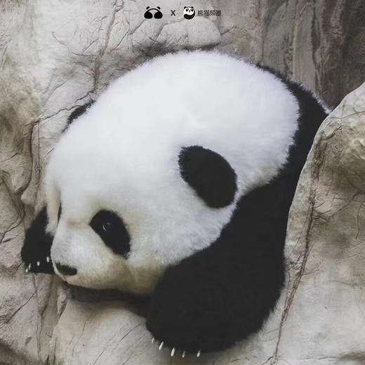 熊猫工厂 仿真熊猫玩偶 5月龄 和花 花花公仔仿真熊猫玩偶送女友情人节礼物可爱儿童毛绒玩具长35*宽35*高38 商品图4