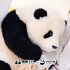 熊猫工厂 仿真熊猫玩偶 6月龄 福宝 仿真大熊猫玩偶送女友七夕情人节礼物毛绒玩具 商品缩略图1